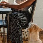 Психологические аспекты игры The Dog House и поведение игроков